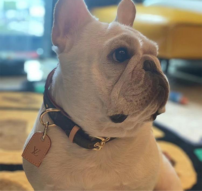 Amelia Dog Collar & Backspin Leash