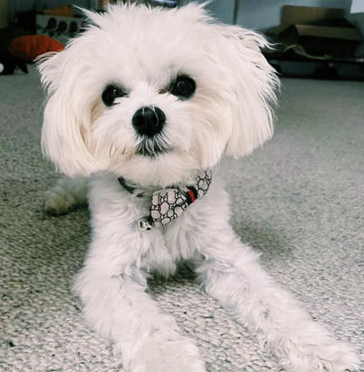 GG Bow Tie Collar Leash Redux Set