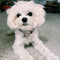 Designer Bow Tie Collar Leash Redux Set