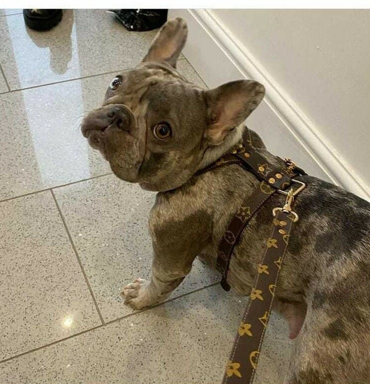 Dina Harness & Leash Backspin Set