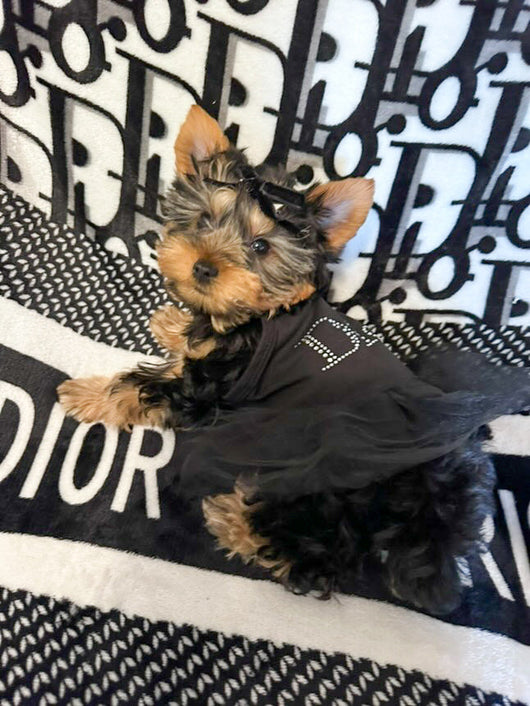 DD Crystal Tutu Posh Dress