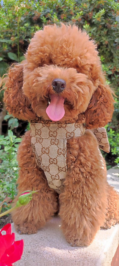 Pomy Bow Fire Harness