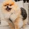 Designer Pup Monogram Dreamy Dress