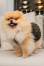 Designer Pup Monogram Dreamy Dress