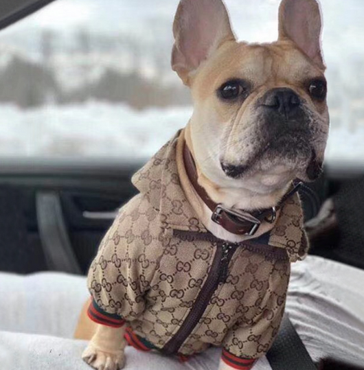 GG Fashionable Doggo Hooded Throwie Jacket