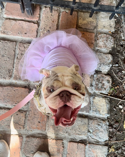 DD Crystal Tutu Posh Dress