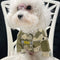 👕 Big Dog Summer Joy Shirt