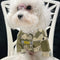 👕 Big Dog Summer Joy Shirt