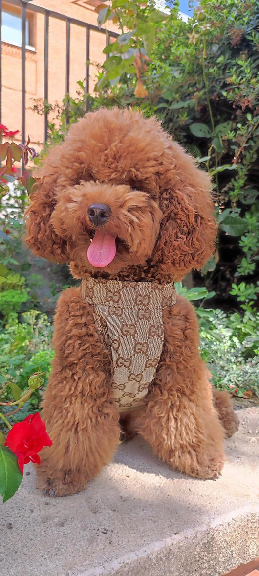 Pomy Bow Fire Harness