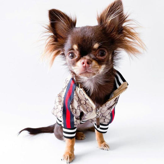 GG Brown Zip Up Bomber Sleek Jacket