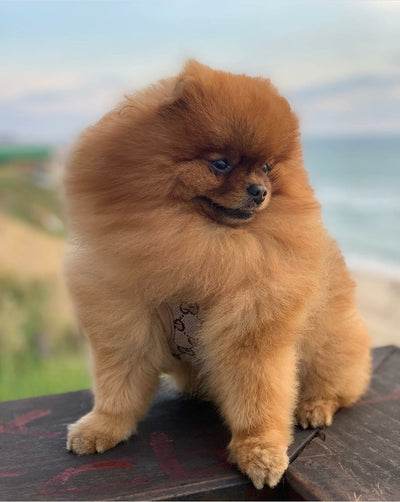 GG Harness & Leash Fire Set