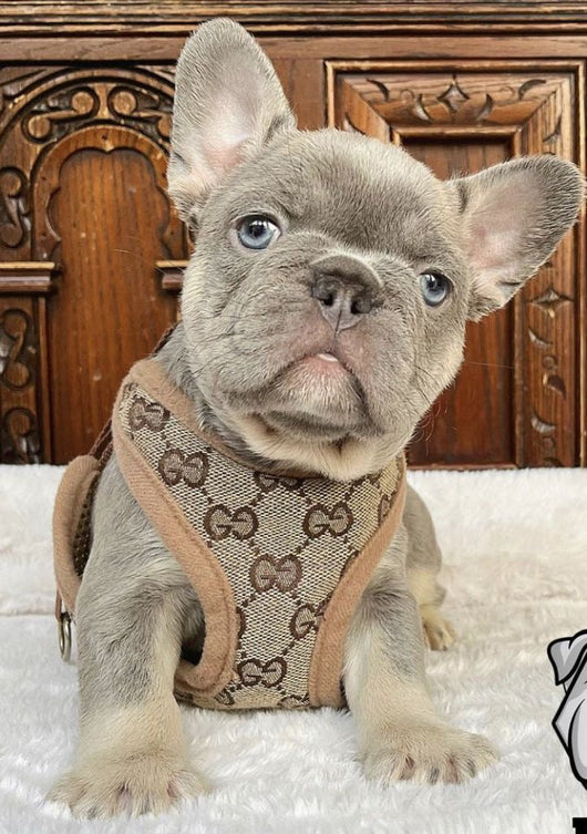 GG Harness & Leash Fire Set