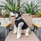 Cute Dog Lo-fi Clothes