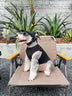 Cute Dog Lo-fi Clothes