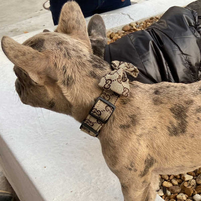 Bowy Wowy Harness & Leash Unseen Set