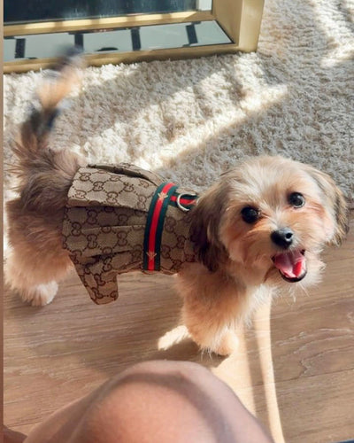 GG Harness Crisp Dress