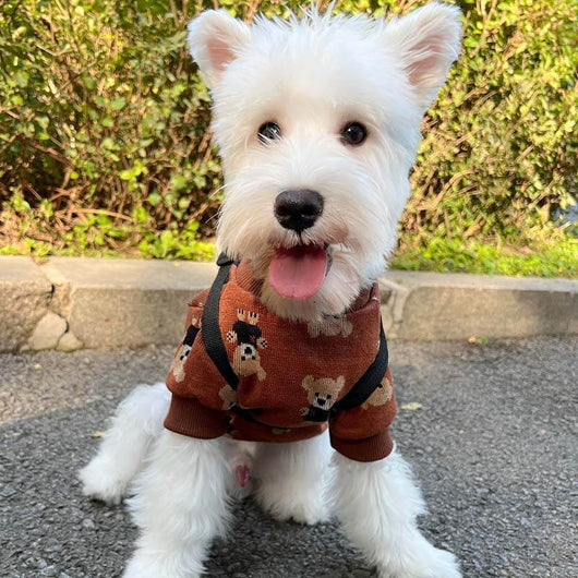 Big Dog Fresh Sweater