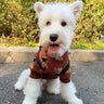 Big Dog Fresh Sweater