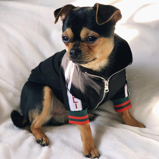 Veste Doggo à rayures GG