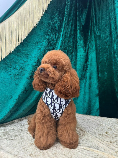 DD  Harness & Leash Clean Set