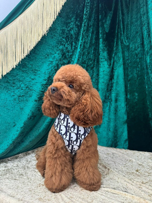 DD  Harness & Leash Clean Set