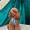 Harness & Leash Clean Set