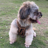 Fashion Pet Vest Dog Washed Jumper