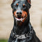 ⛓️ Dear Doggo Chains - Premium Quality Dog Accessories