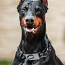⛓️ Dear Doggo Chains - Premium Quality Dog Accessories