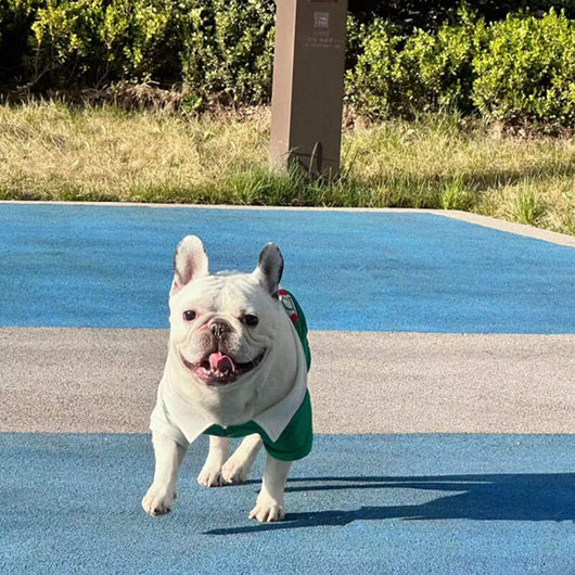 Custom Dog Wavy Polo