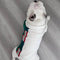 Custom Dog Wavy Polo
