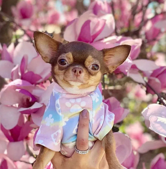 Pany Paws Iconic Tshirt