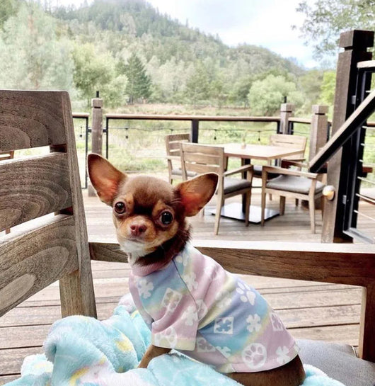 Pany Paws Iconic Tshirt