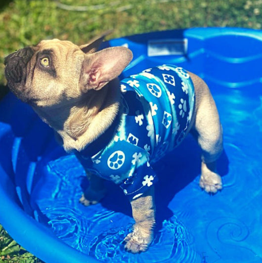 Pany Paws Iconic Tshirt