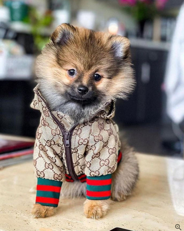 Zoi Dog Juiced Jacket