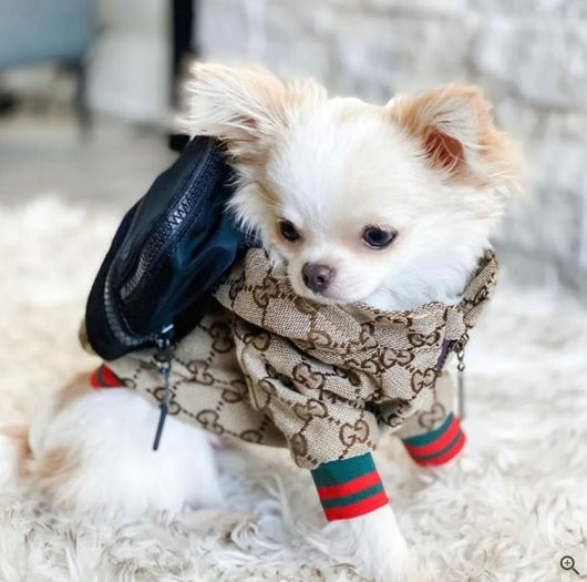 Zoi Dog Juiced Jacket