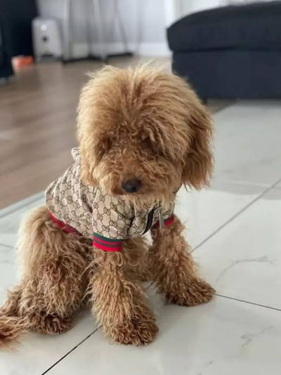 Zoi Dog Juiced Jacket