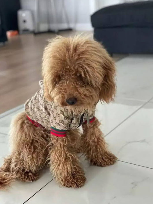 Zoi Dog Juiced Jacket