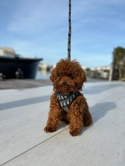 DD Harness & Leash Icy Set