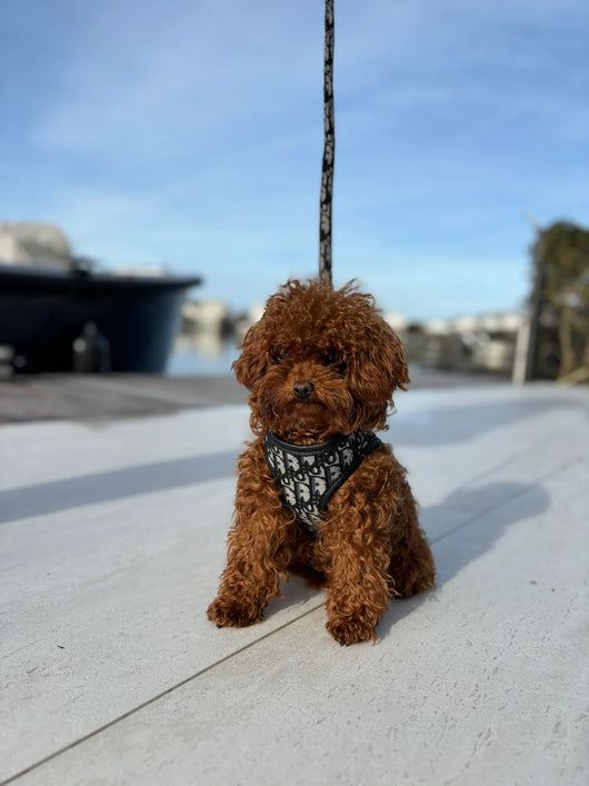 DD Harness & Leash Icy Set