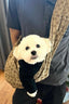 Designer Dog Abstract Carrier