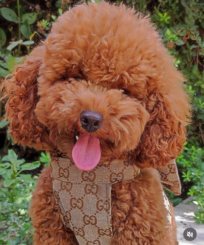 Pomy Bow Fire Harness