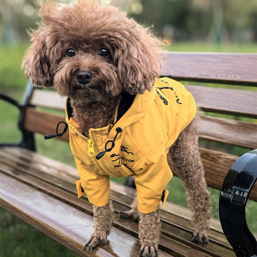 Large Dogs Designer Rain Tactile Jacket