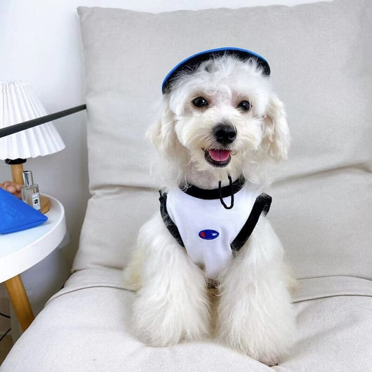 Brand Dog Backspin Clothes