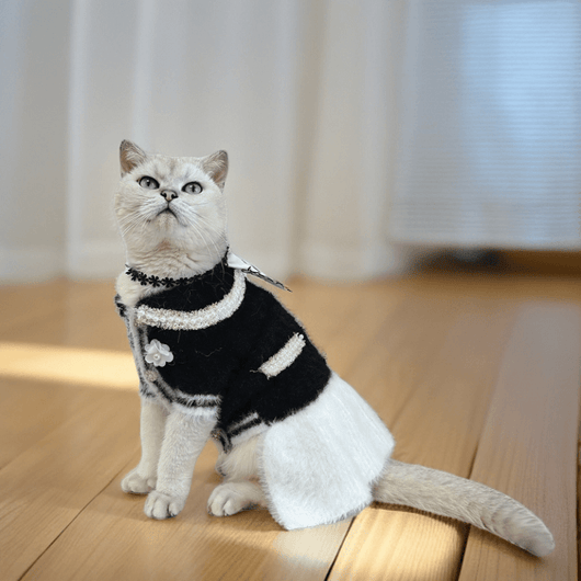Designer Cat Moody Clothes