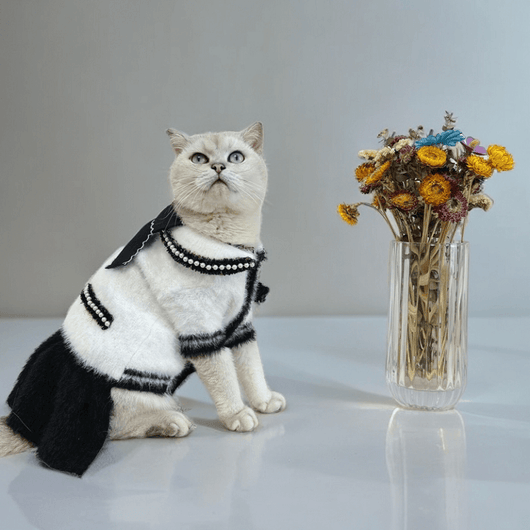 Designer Cat Moody Clothes