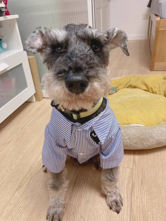 Fashion Dog Moody Shirt