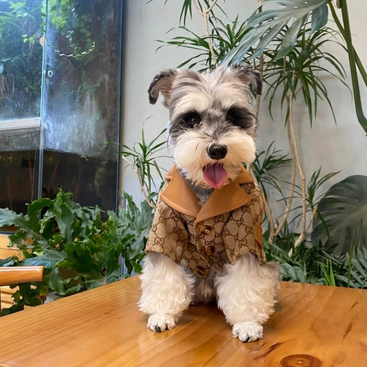 Small Dogs Designer Next Coats