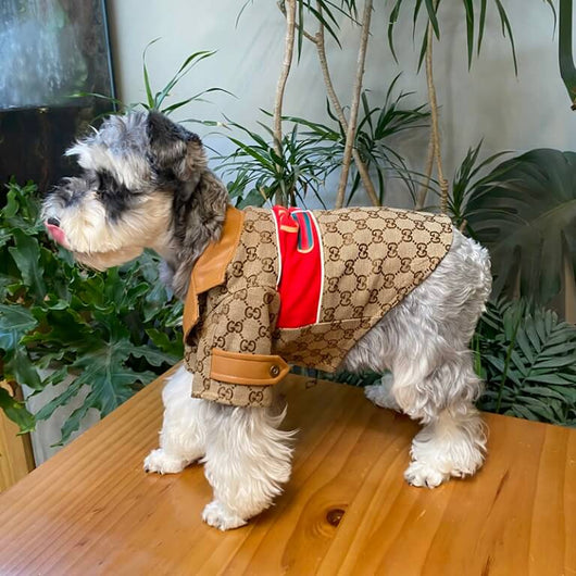 Small Dogs Designer Next Coats