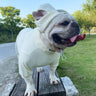 Essentials Dog Clothes